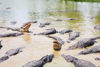 Picture of Everglades Half Day Tour